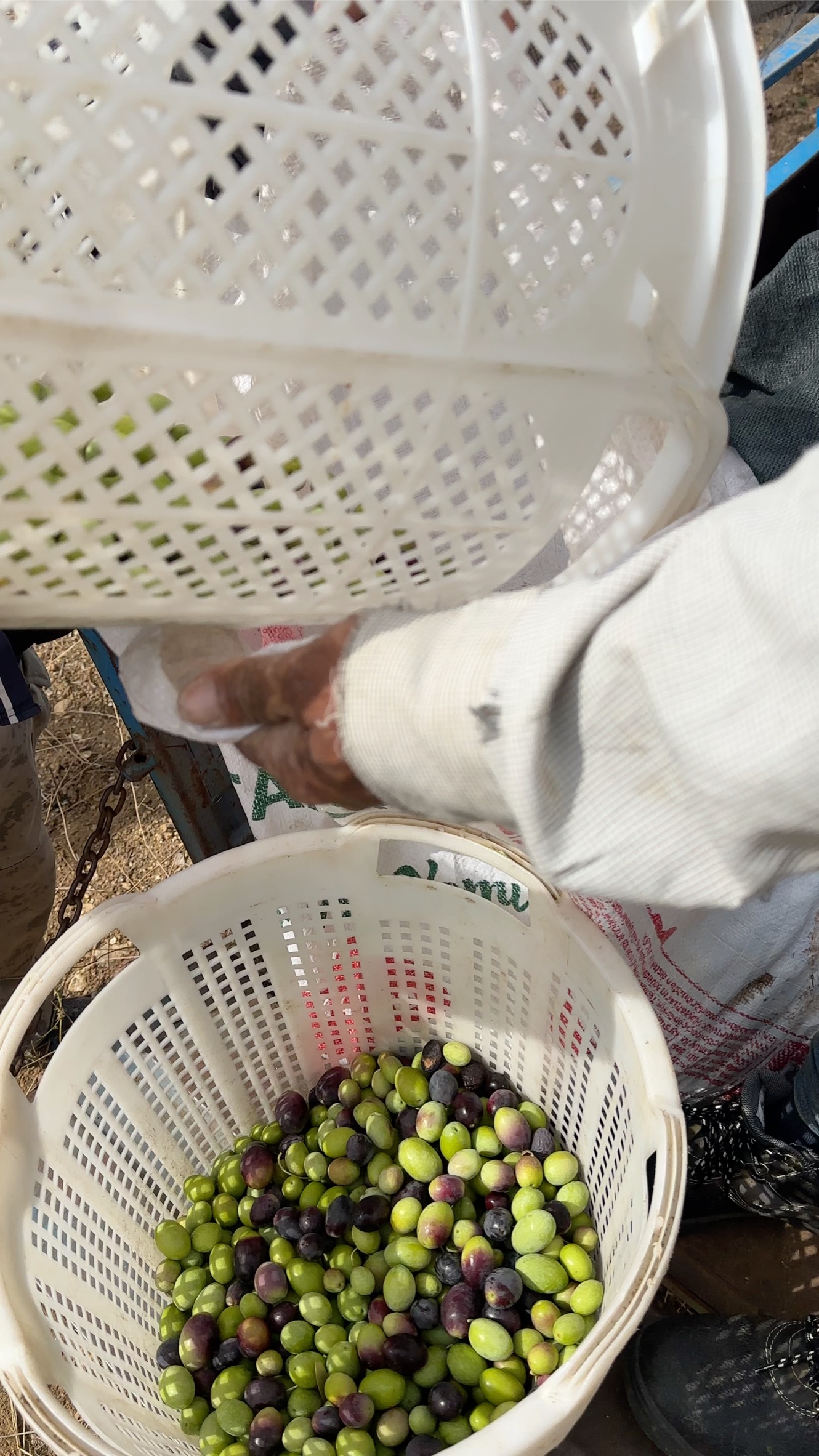 Kasalarda toplanan taze Kalamata zeytinleri